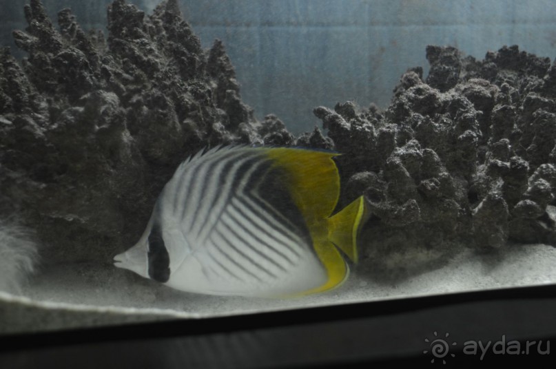 Африканские записки