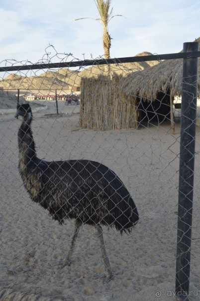 Африканские записки