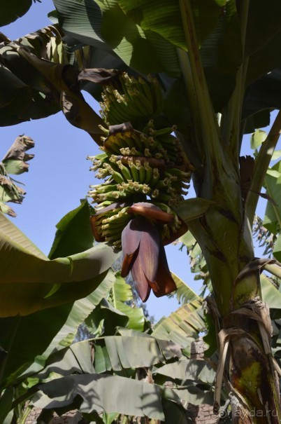 цветок банана