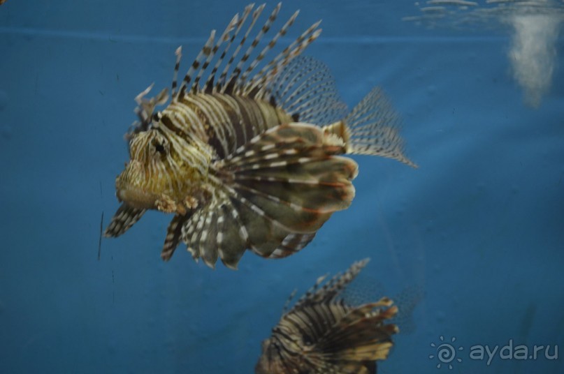 Африканские записки