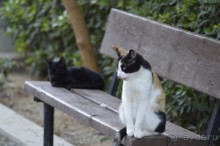 Чудесный остров.!часть 1.