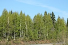 Весенние березки