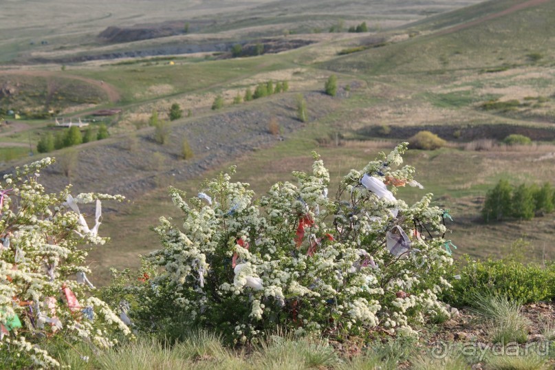 ленточки на кустиках