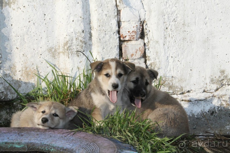 обитатели заповедника