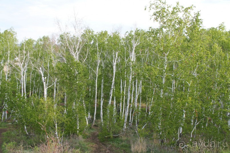 березовая роща