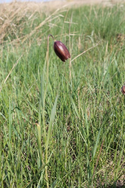 черный тюльпан