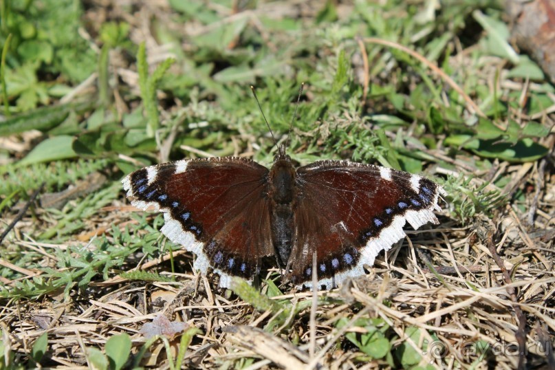 бабочка проснулась