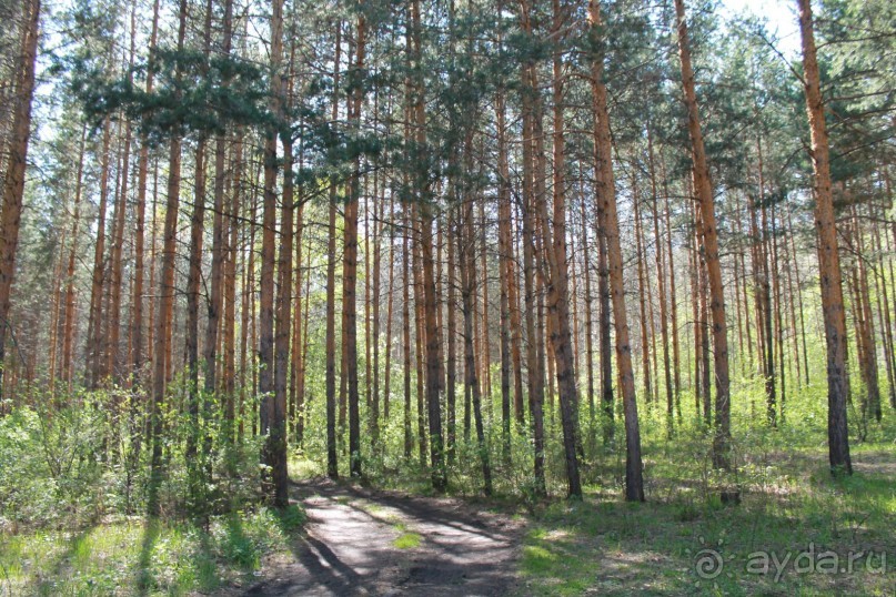 прозрачный лес