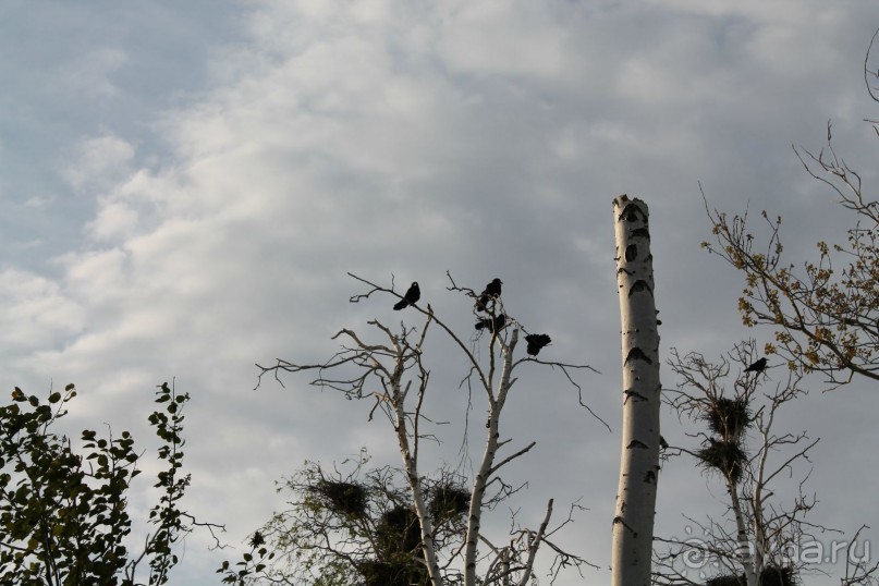 грачи прилетели