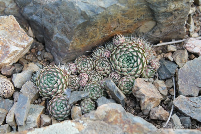 сскуленнты