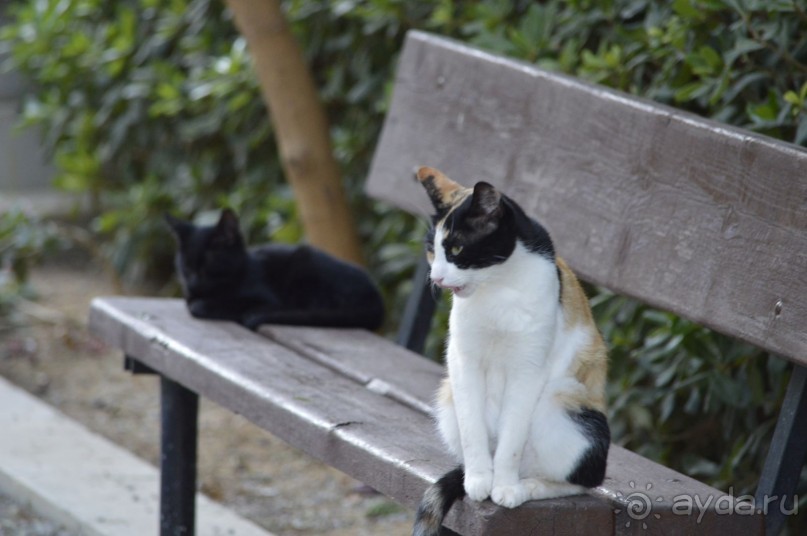 критские коты. а может и кошки)))