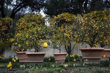 апельсиновый сад