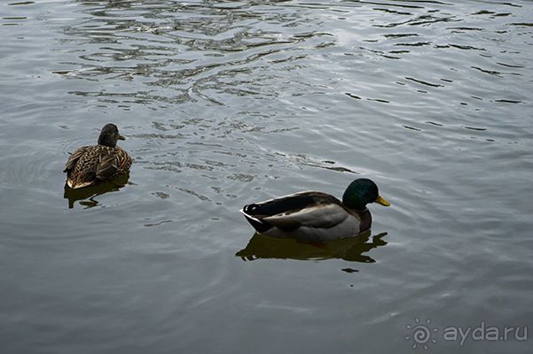 Семь дней в РИМЕ. День 1 и 2.