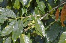 Экскурсии из Нячанга. ДАЛАТ.