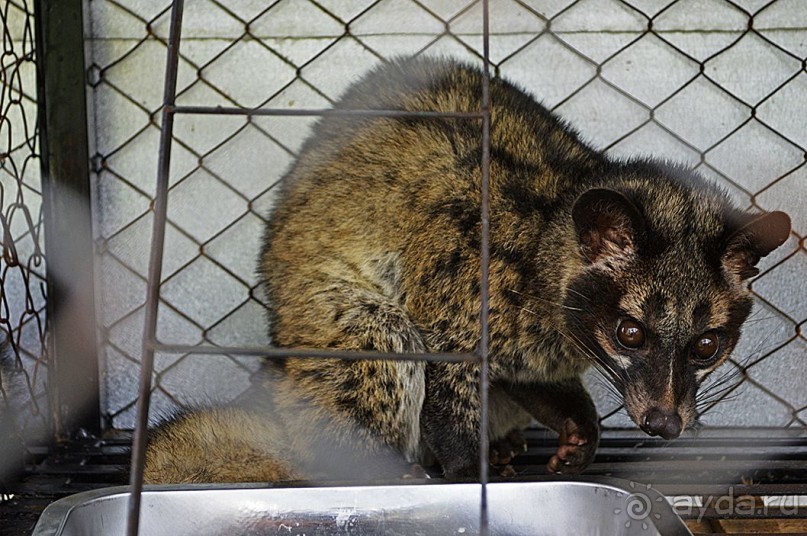 Экскурсии из Нячанга. ДАЛАТ.
