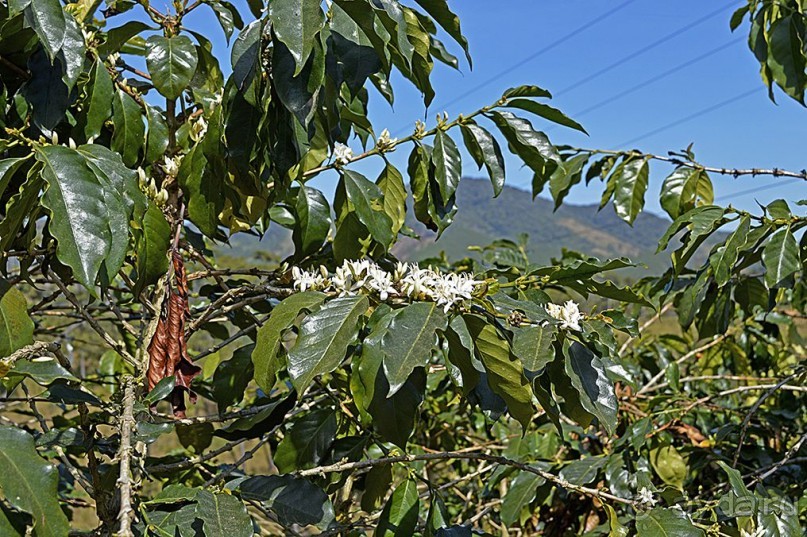 Экскурсии из Нячанга. ДАЛАТ.
