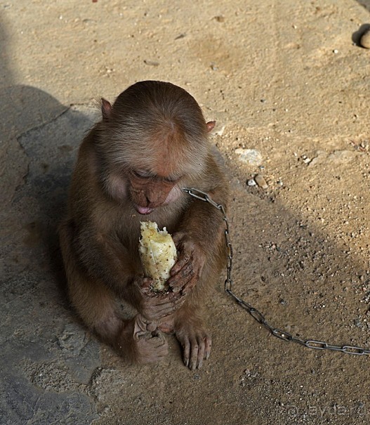 Экскурсии из Нячанга. ДАЛАТ.