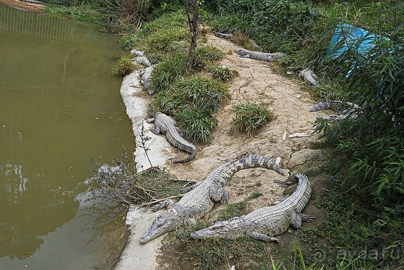 Экскурсии из Нячанга. ДАЛАТ.