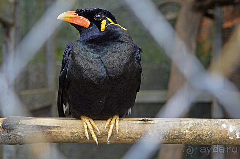 Экскурсии из Нячанга. ДАЛАТ.