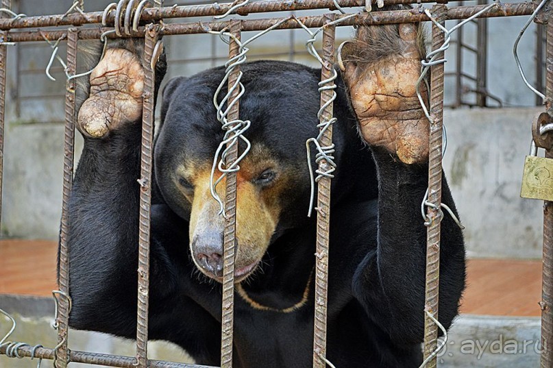 Экскурсии из Нячанга. ДАЛАТ.