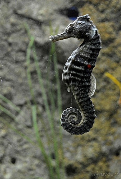 Экскурсии из Нячанга. ВИНПЕРЛ,