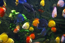 Экскурсии из Нячанга. ВИНПЕРЛ,