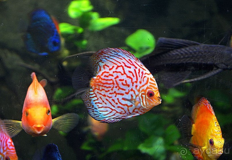 Экскурсии из Нячанга. ВИНПЕРЛ,