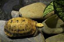 Экскурсии из Нячанга. ВИНПЕРЛ,