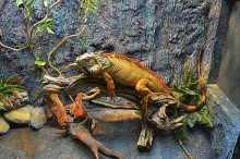 Экскурсии из Нячанга. ВИНПЕРЛ,