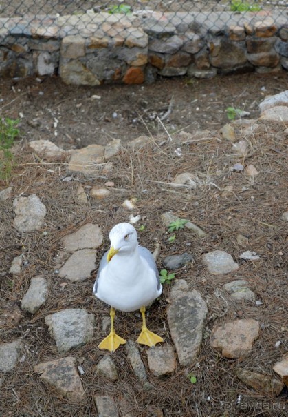 Калейдоскоп Каталонии или Барселона и окрестности.Часть 4.Тосса де Мар,Вик и Жирона.