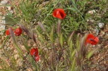 Турецкие каникулы.