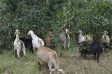 Турецкие каникулы.