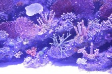 Турецкие каникулы.