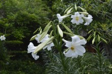 Турецкие каникулы.