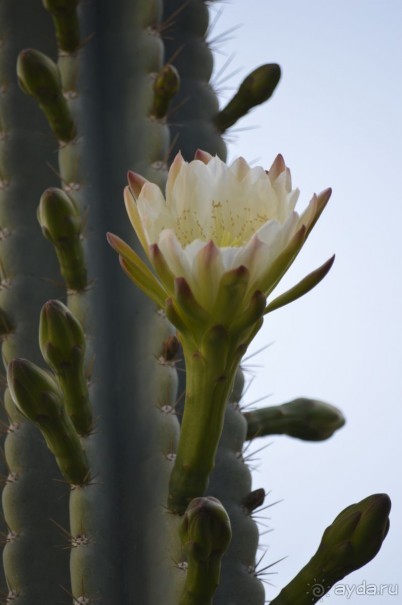 Турецкие каникулы.