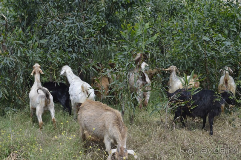 Турецкие каникулы.