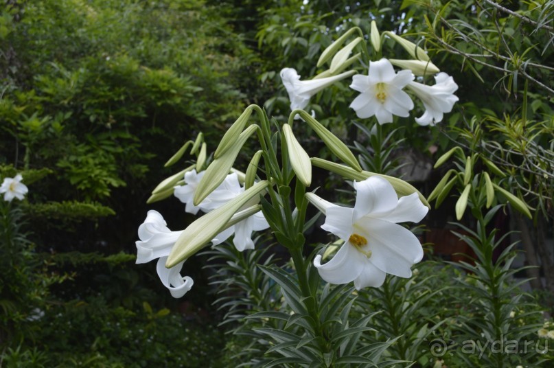 Турецкие каникулы.