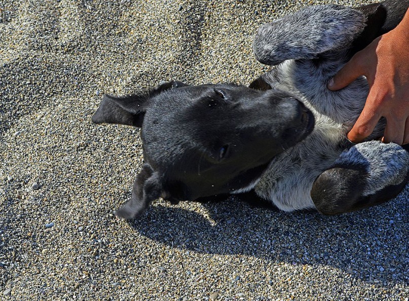 Аланийские "гулялки".
