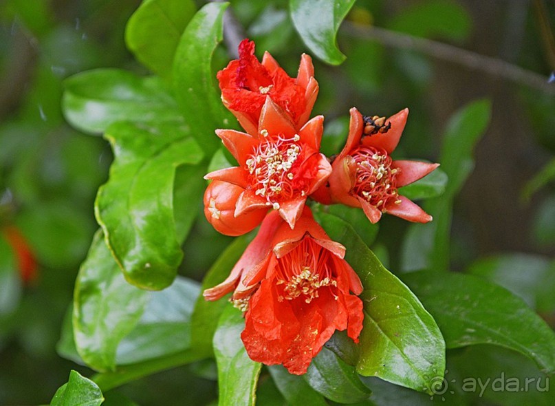 Аланийские "гулялки".