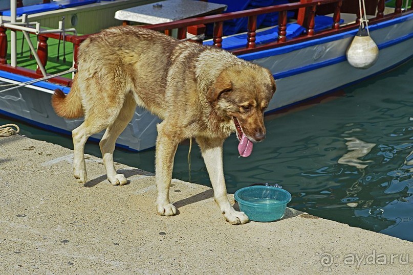 Аланийские "гулялки".