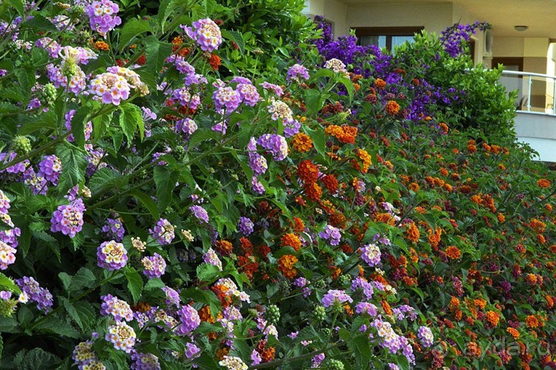 Аланийские "гулялки".