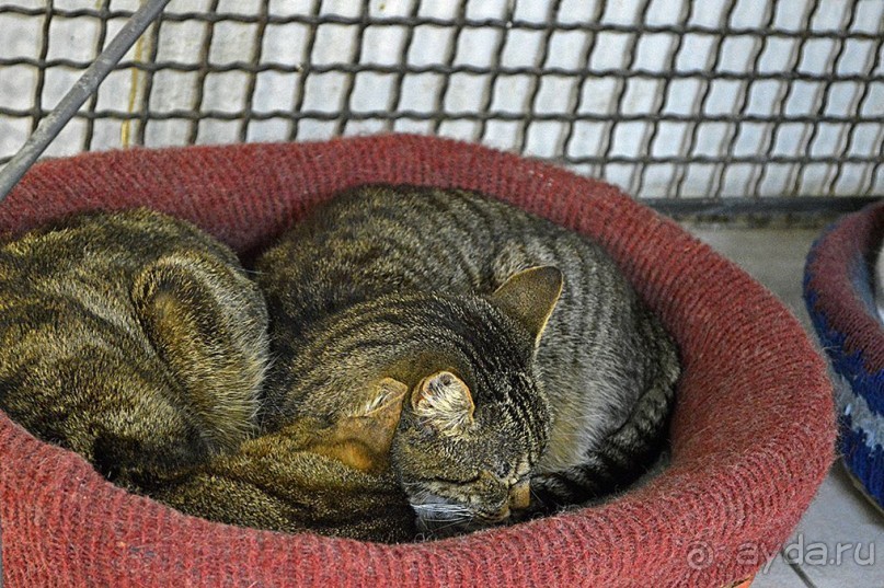 Семь дней в Риме. День 5.