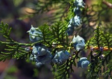 Куршунлу-Аспендос-Сиде.