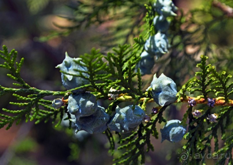 Куршунлу-Аспендос-Сиде.