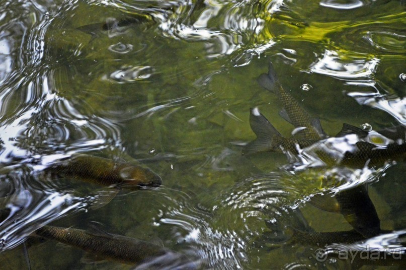 Куршунлу-Аспендос-Сиде.