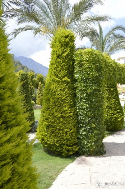 фото Молерите