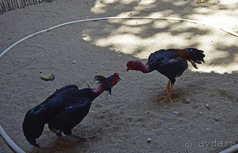Экскурсии из Нячанга. ВОДОПАД ЯНГ БЕЙ.