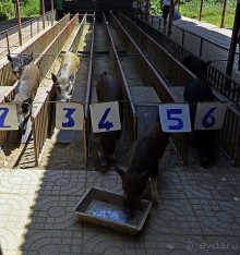 Экскурсии из Нячанга. ВОДОПАД ЯНГ БЕЙ.