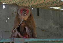 Экскурсии из Нячанга. ВОДОПАД ЯНГ БЕЙ.