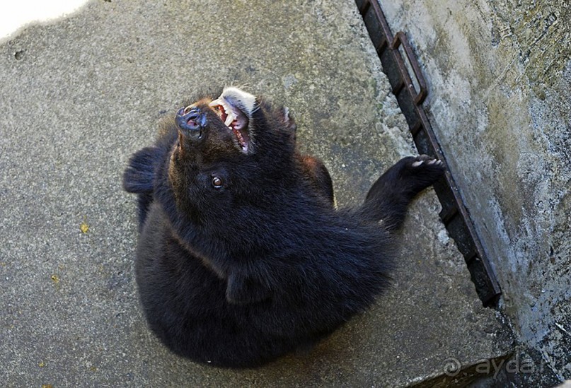 Экскурсии из Нячанга. ВОДОПАД ЯНГ БЕЙ.